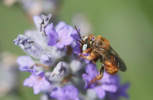 Réf. 185 768 : Epeoloides coecutiens